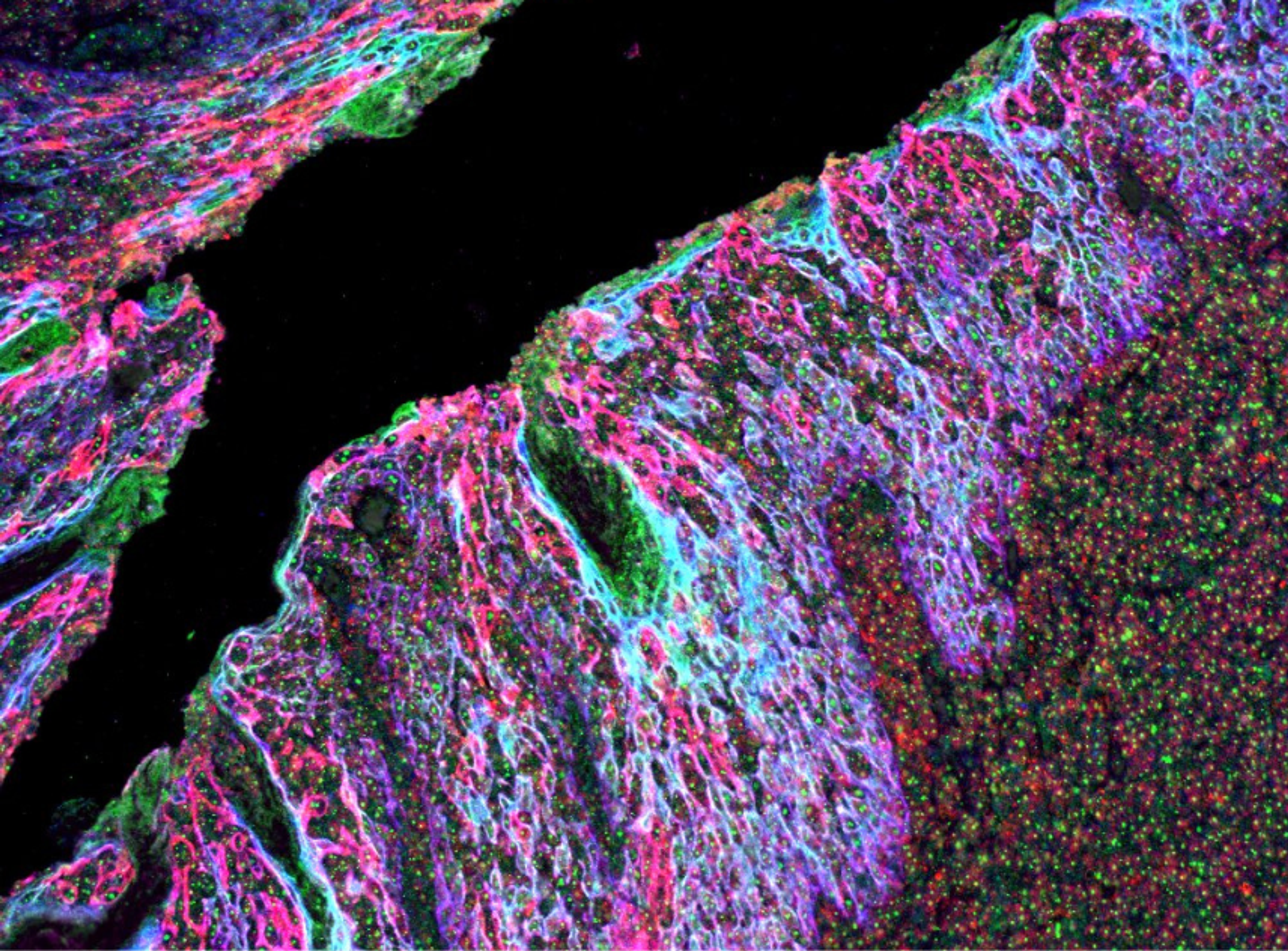 Stained FFPE section of human tonsils - immunoMUSE® kits from Amsbio 