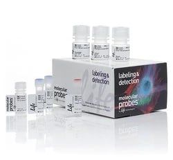 Buy Invitrogen™ Click-iT™ EdU Cell Proliferation Kit for Imaging