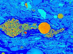 Cross section of oil shale