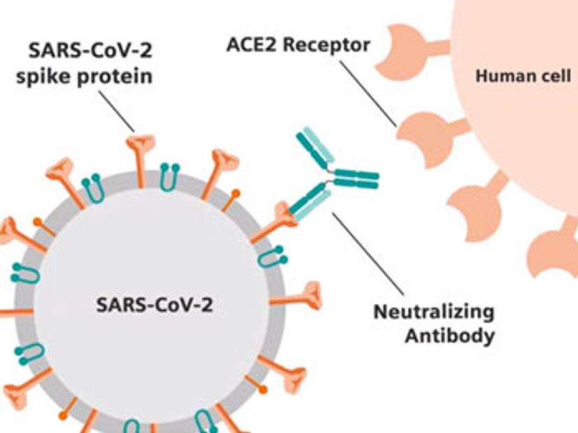 The Siemens Healthineers SARS-CoV-2 total antibody test