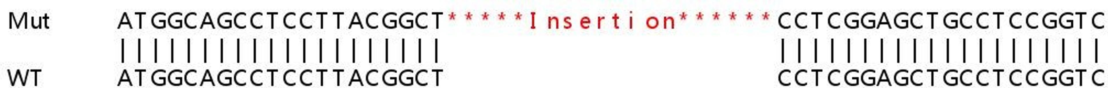 Sanger Seq - HIBADH knockout HeLa