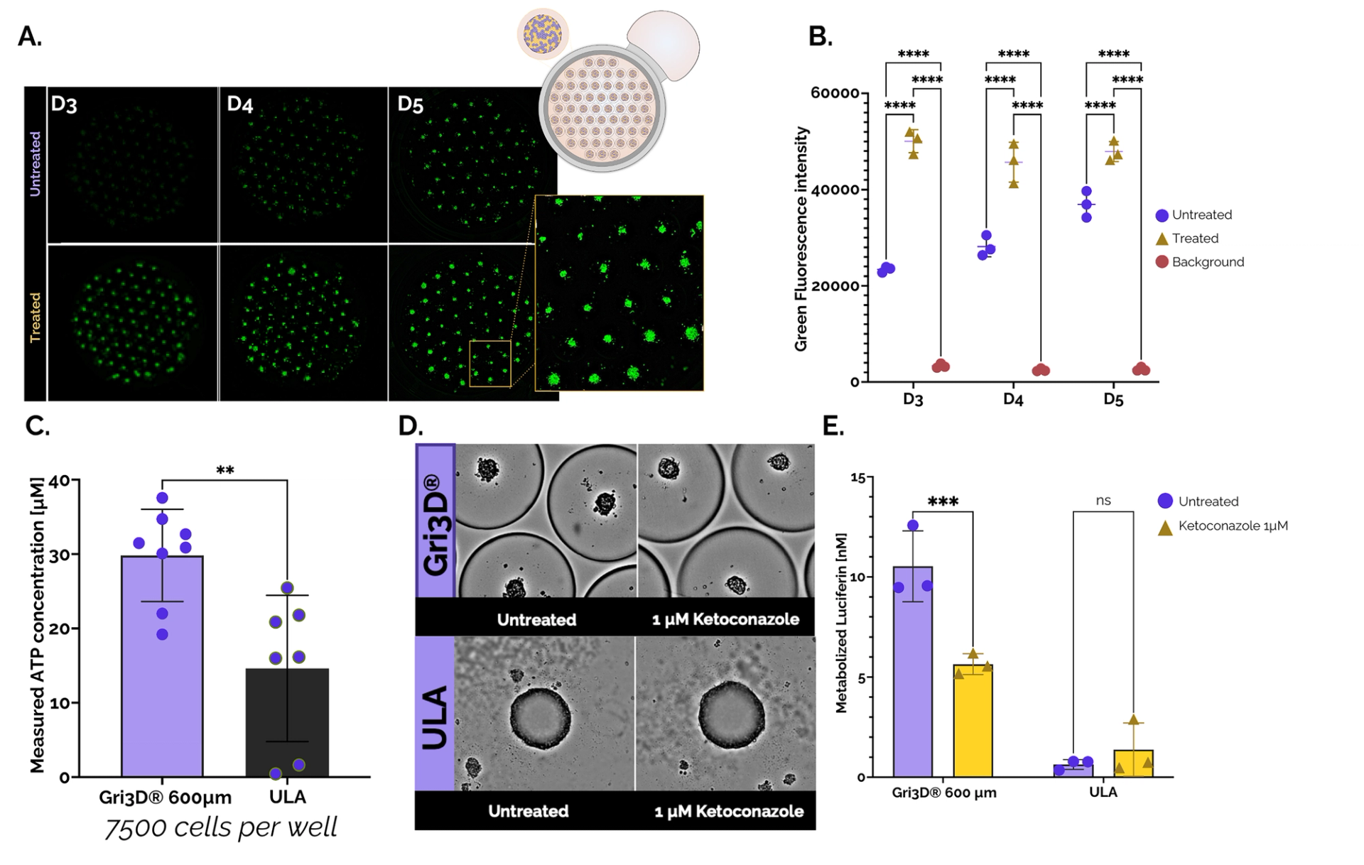 Figure 2. Cytotoxicity and CYP3A4 activity of Upcyte® hepatocyte spheroids grown in Gri3D 96WP 500 µm black-walled or ULA 96WP plates. 