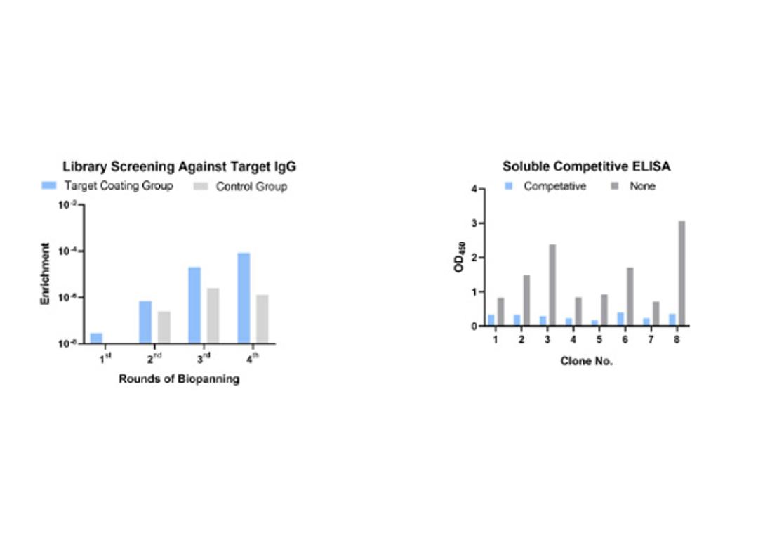 Phage Display HuScL-6 Human Antibody Library Screening Service