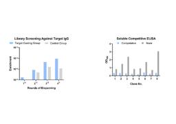 Phage Display HuScL-6 Human Antibody Library Screening Service