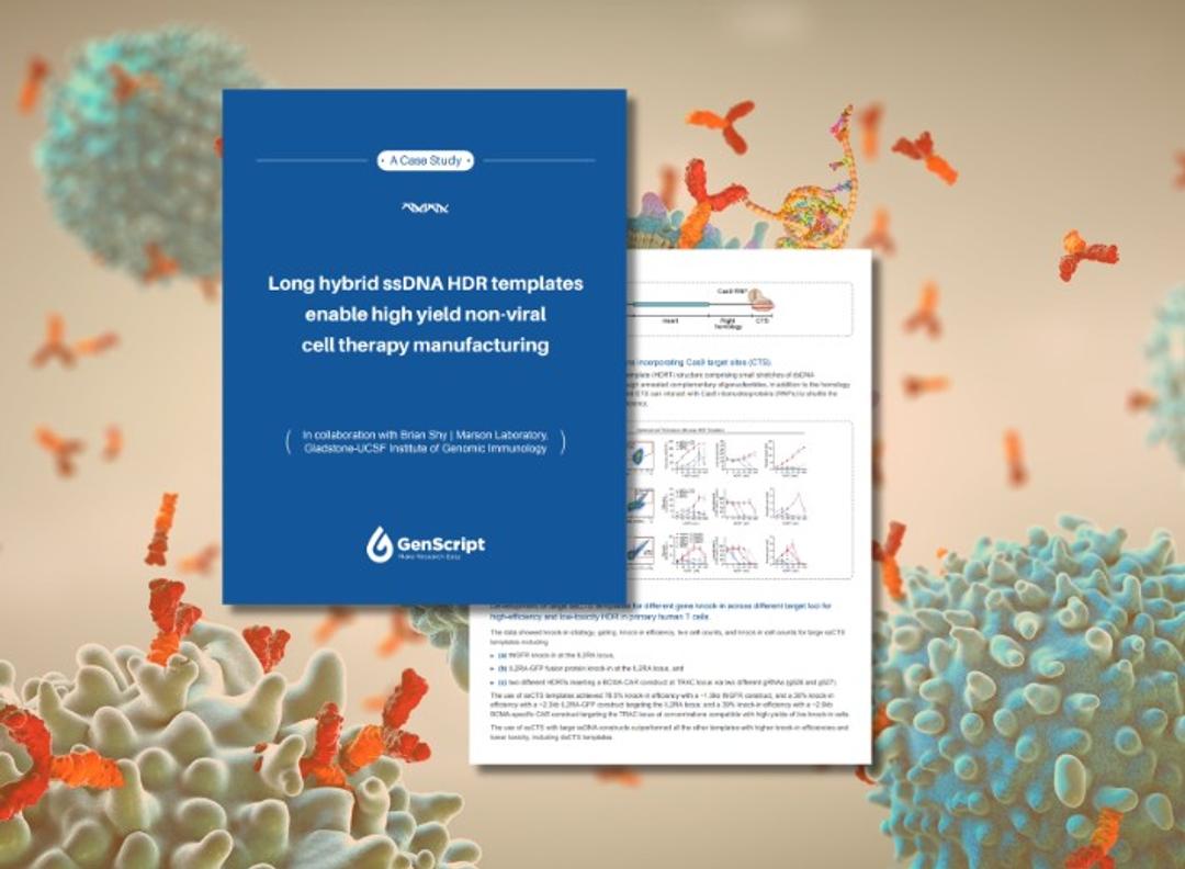 GenScript - Long hybrid ssDNA HDR templates for non-viral cell therapy manufacturing