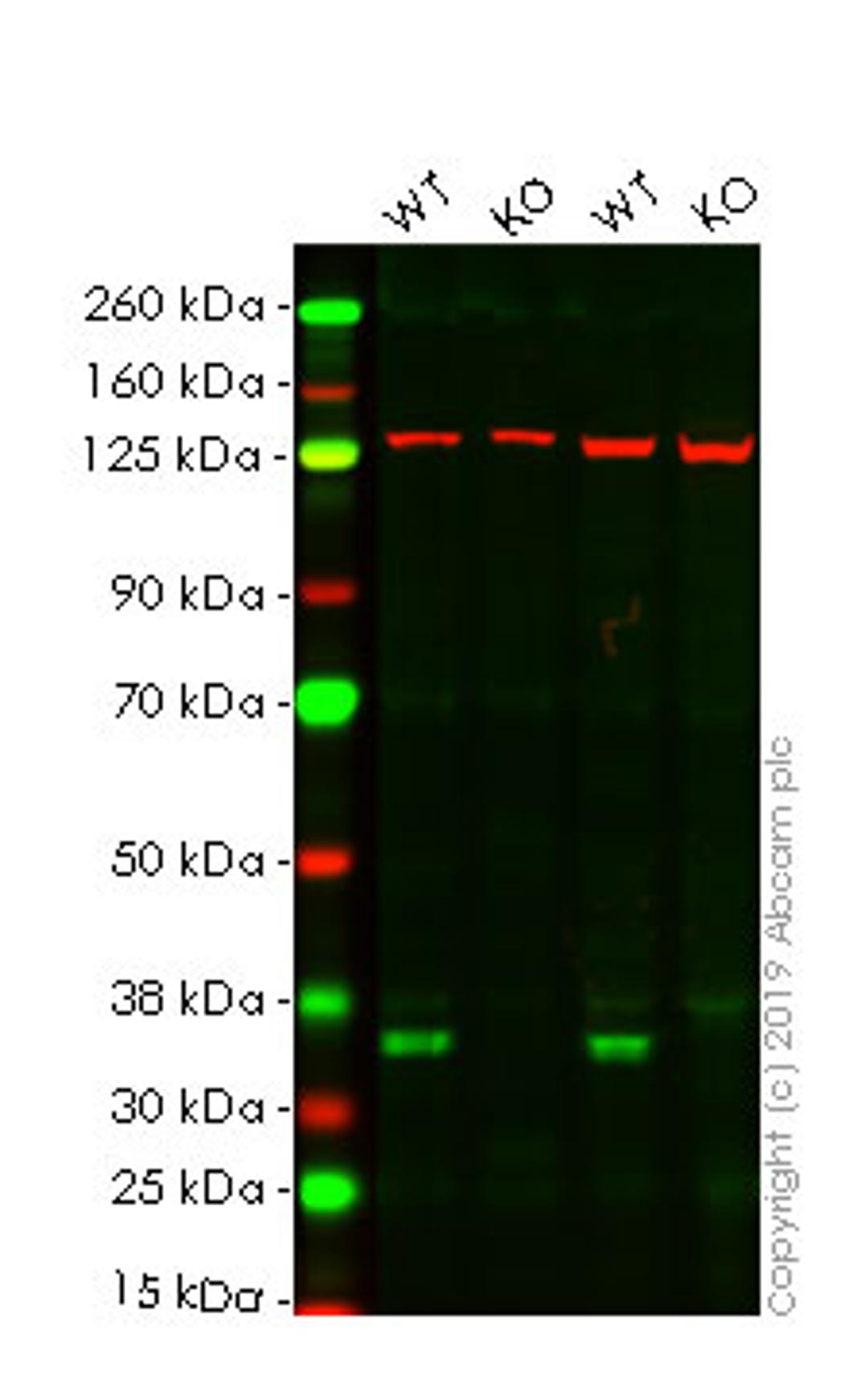 WB - EGFR knockout HeLa