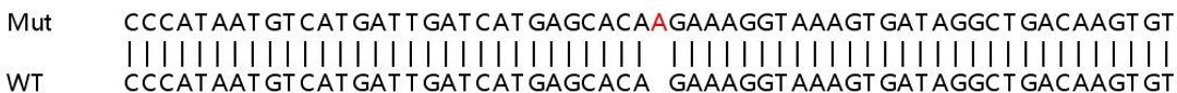 Sanger Seq - CSNK2A1 knockout HCT116