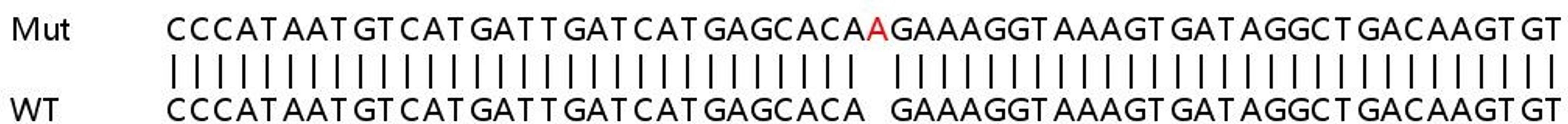 Sanger Seq - CSNK2A1 knockout HCT116