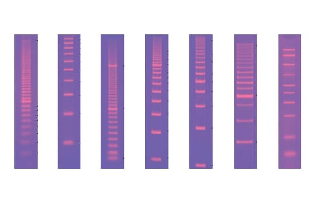 Molecular Rulers