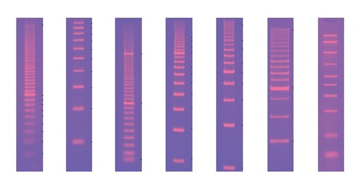 Ruler Field Science Buy Molecular Rulers Read Reviews