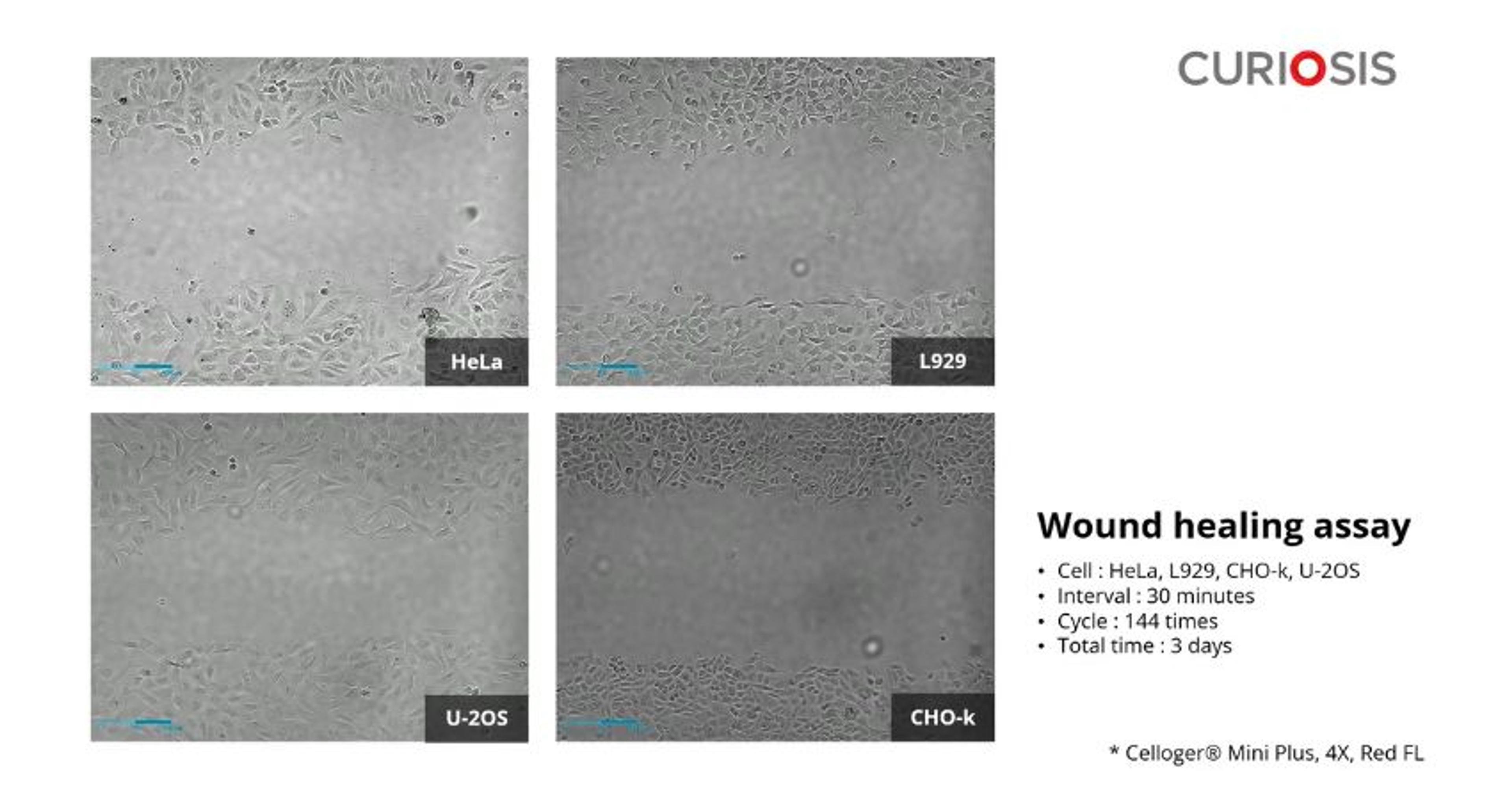 Celloger Mini Plus application: Wound healing assay Celloger Mini Plus application: Wound healing assay