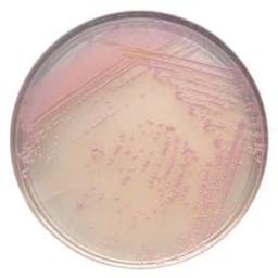 BD BBL™ CHROMagar™ Staph aureus Plate