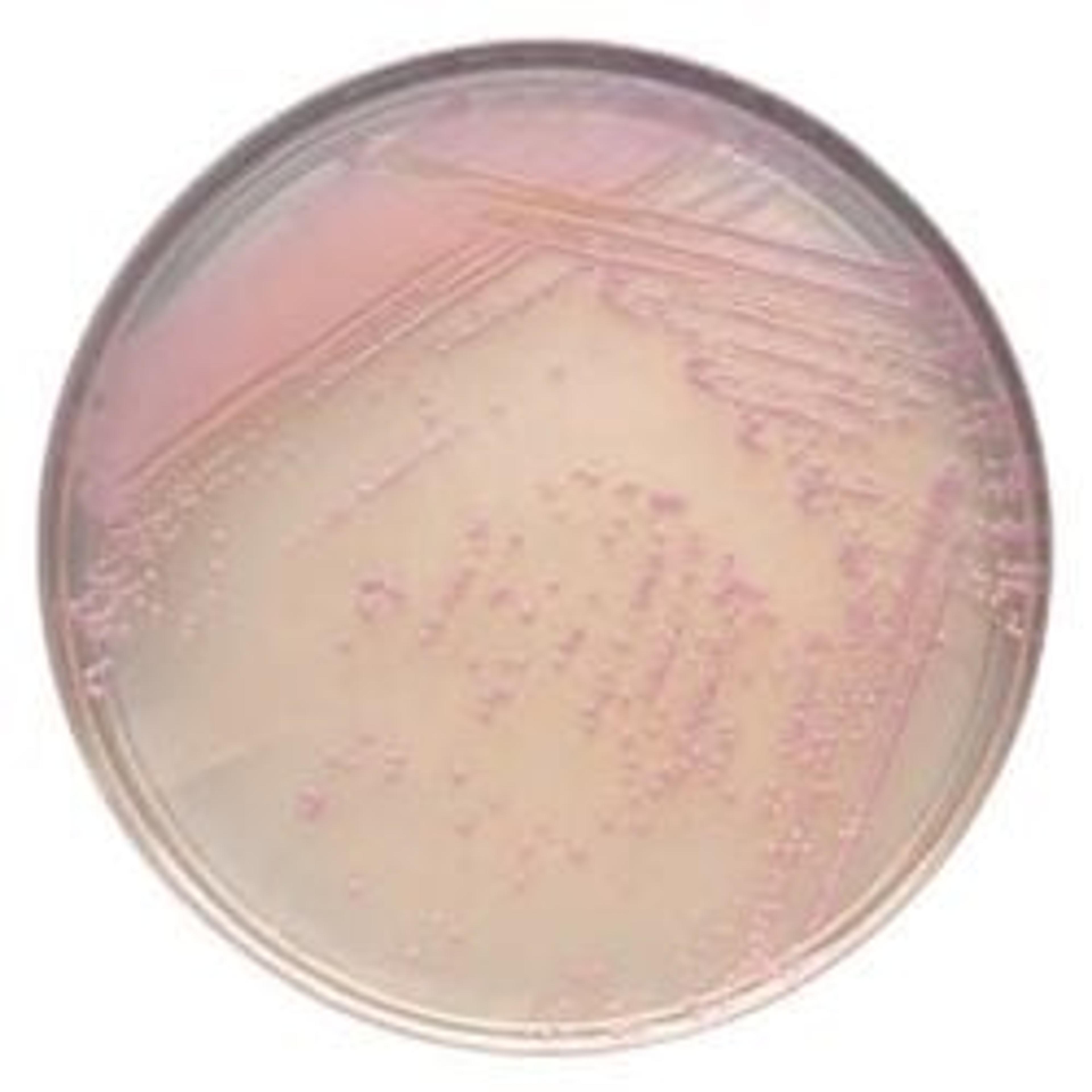 BD BBL™ CHROMagar™ Staph aureus Plate