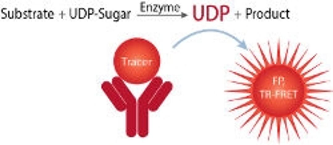 FP Glycosyltransferase Assay