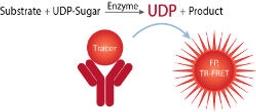 FP Glycosyltransferase Assay