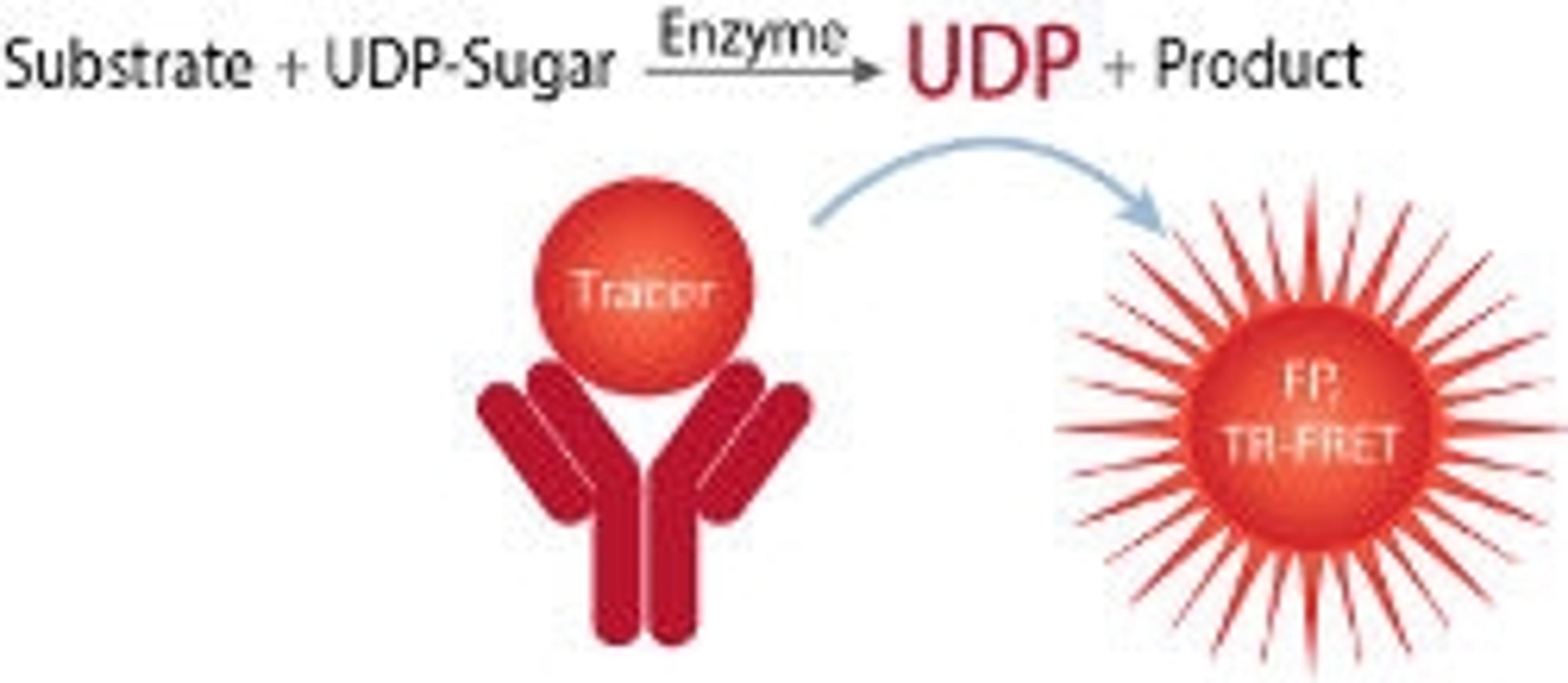 FP Glycosyltransferase Assay