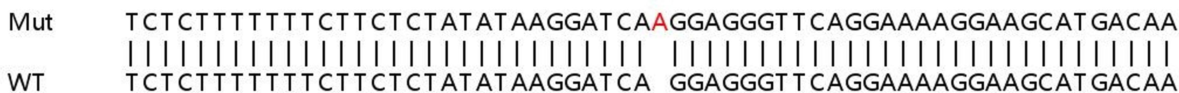 Sanger Seq - TSNAX knockout HeLa