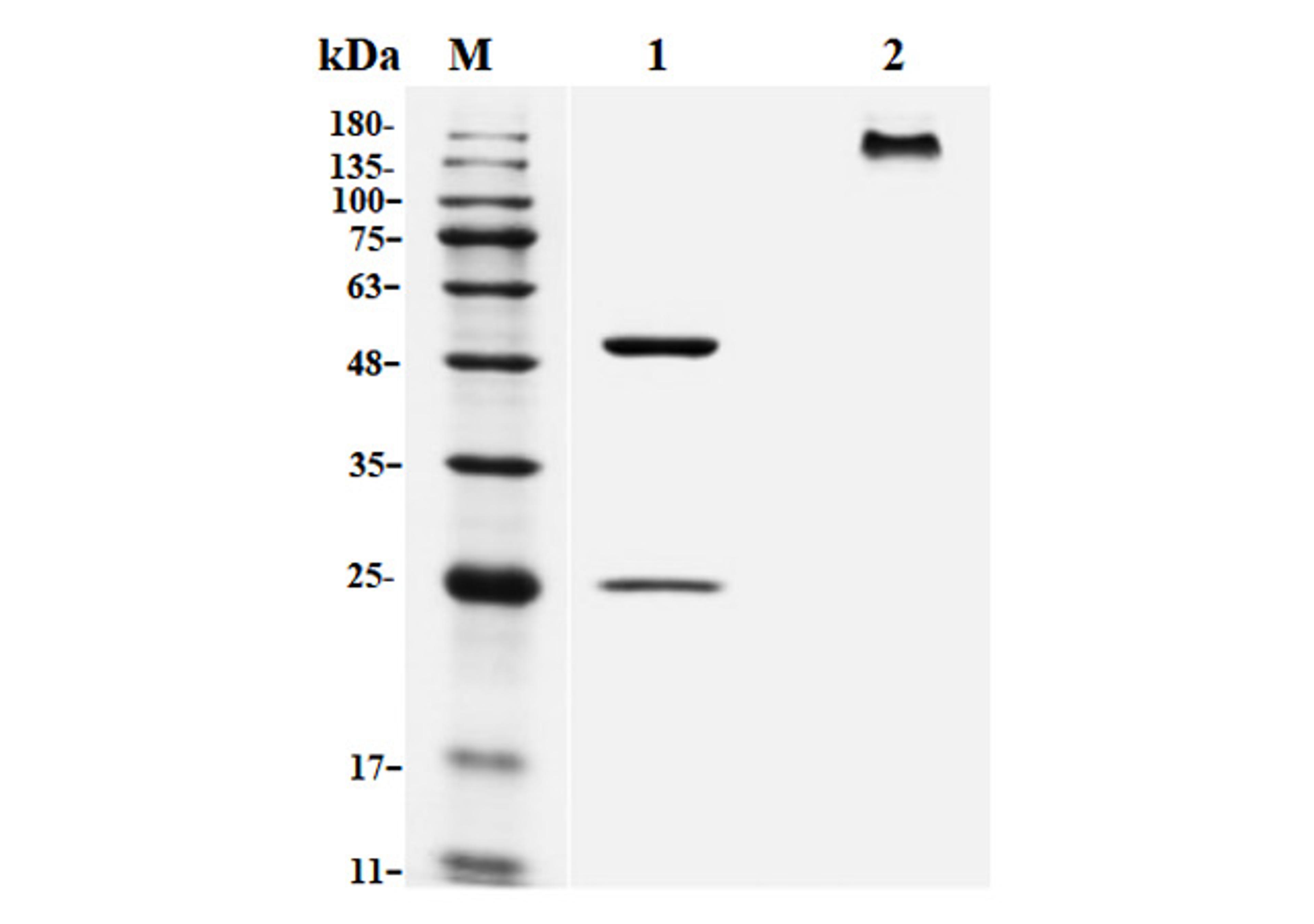 Recombinant Human Anti-IAV HA Antibody (FI6V3)