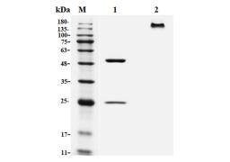Recombinant Human Anti-IAV HA Antibody (FI6V3)