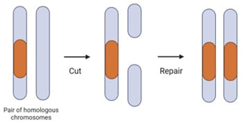 Diagram explaining mechanism homing endonuclease genes