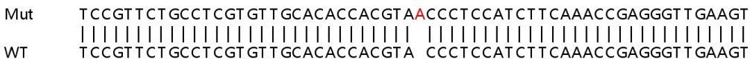 Sanger Seq - LGALS9 knockout A549