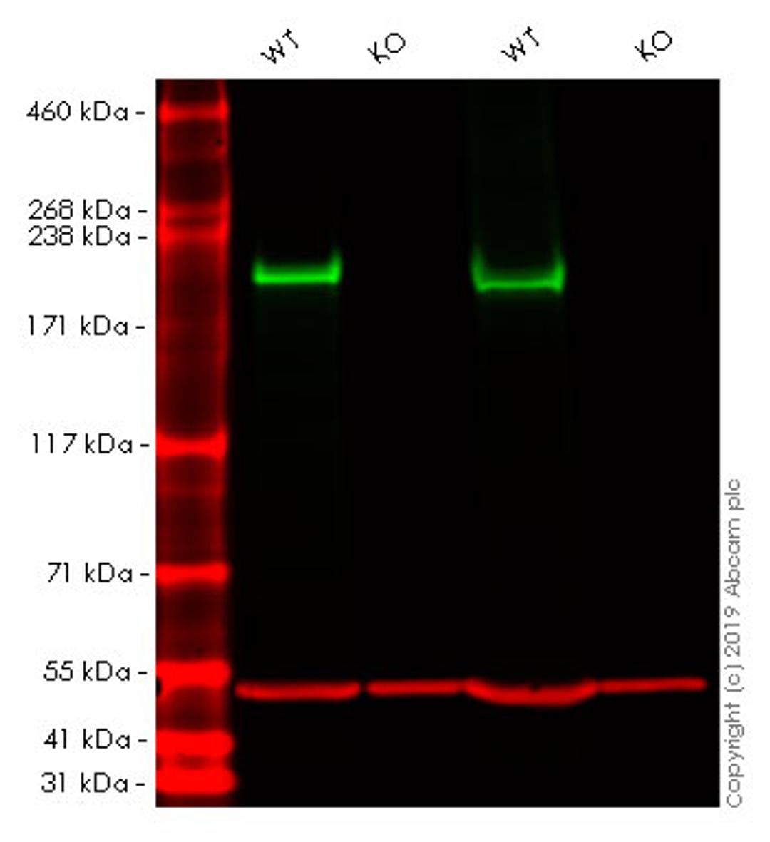 WB - SMARCA4 knockout HEK293T