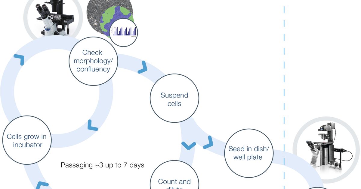 Standardise and Document Cell Culture for Experimental Success