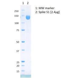 Purified 2019-nCoV Spike S1 protein