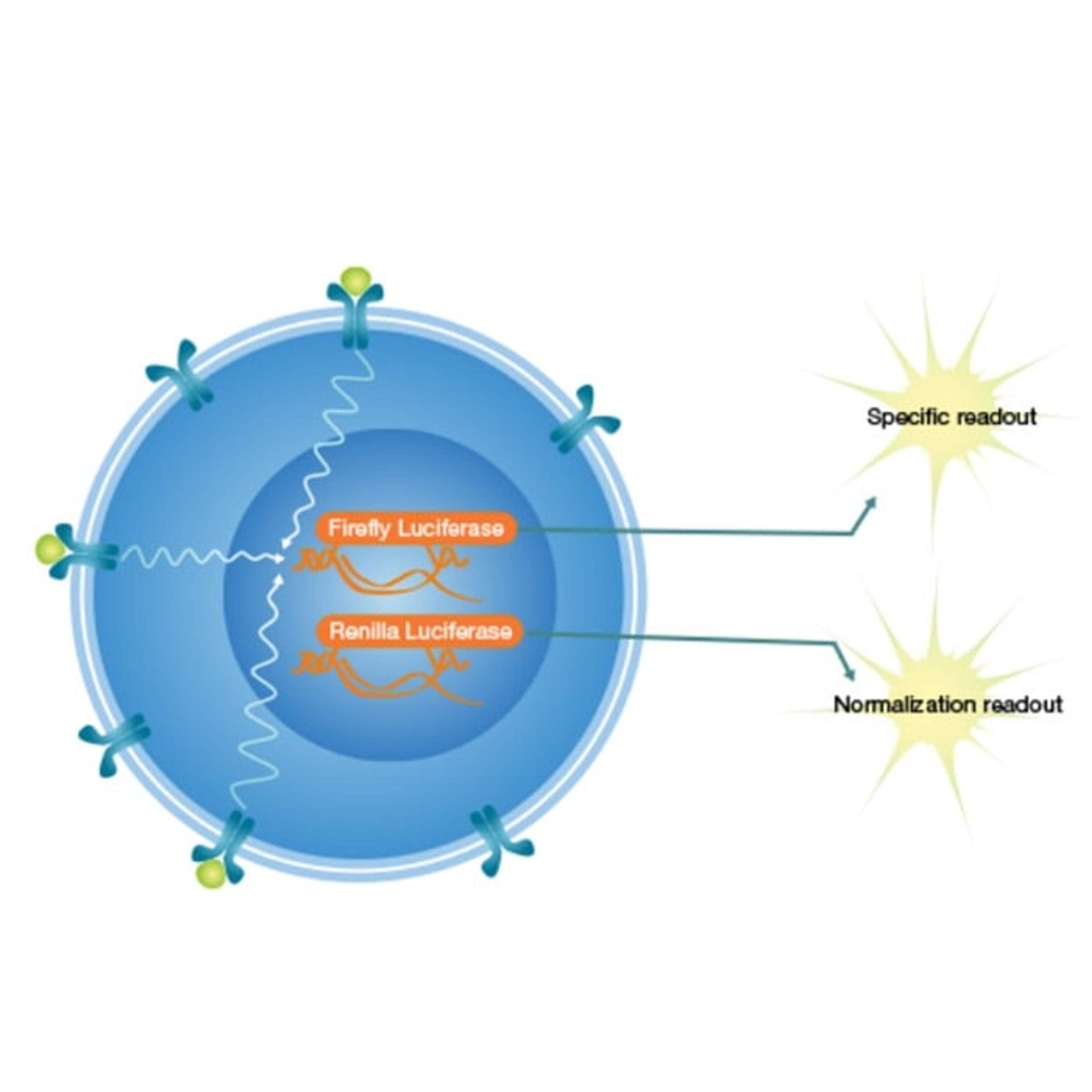 Robust Cell The development of robust cell-based assays for gene therapy: Behind ...