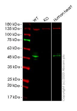 WB - PDK4 knockout HeLa