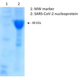 SDS-PAGE showing purified SARS-CoV-2 nucleoprotein