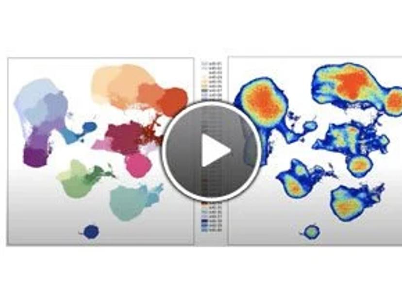 Applying panel design principles to investigate COVID-19 immune response with the Cytek Aurora