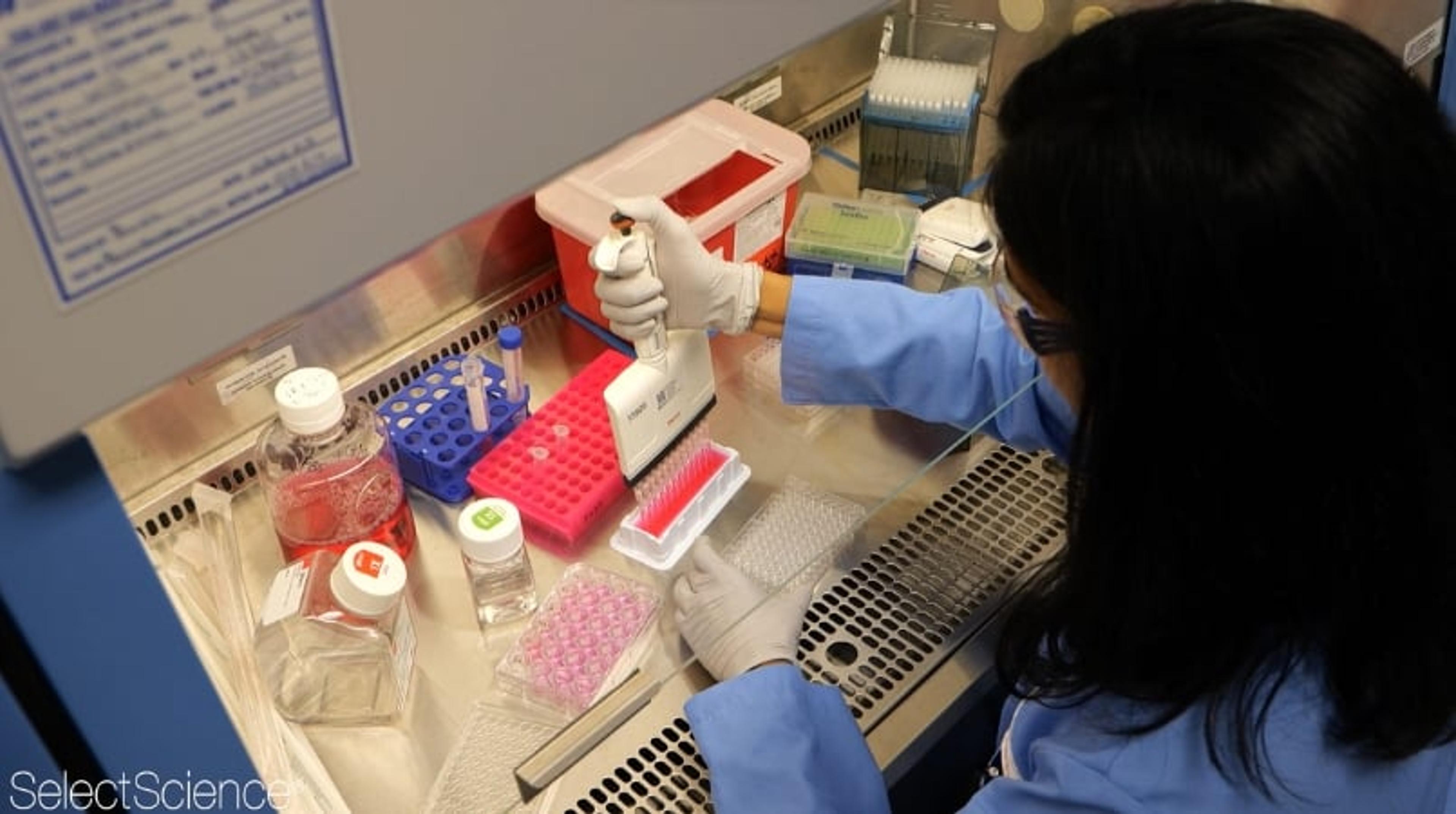 A step-by-step workflow for an HPRT knock-out experiment in an adherent cell line A step-by-step workflow for an HPRT knock-out experiment in an adherent cell line
