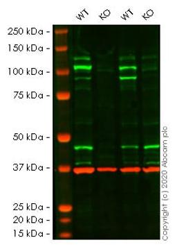 WB - STAT2 knockout HeLa