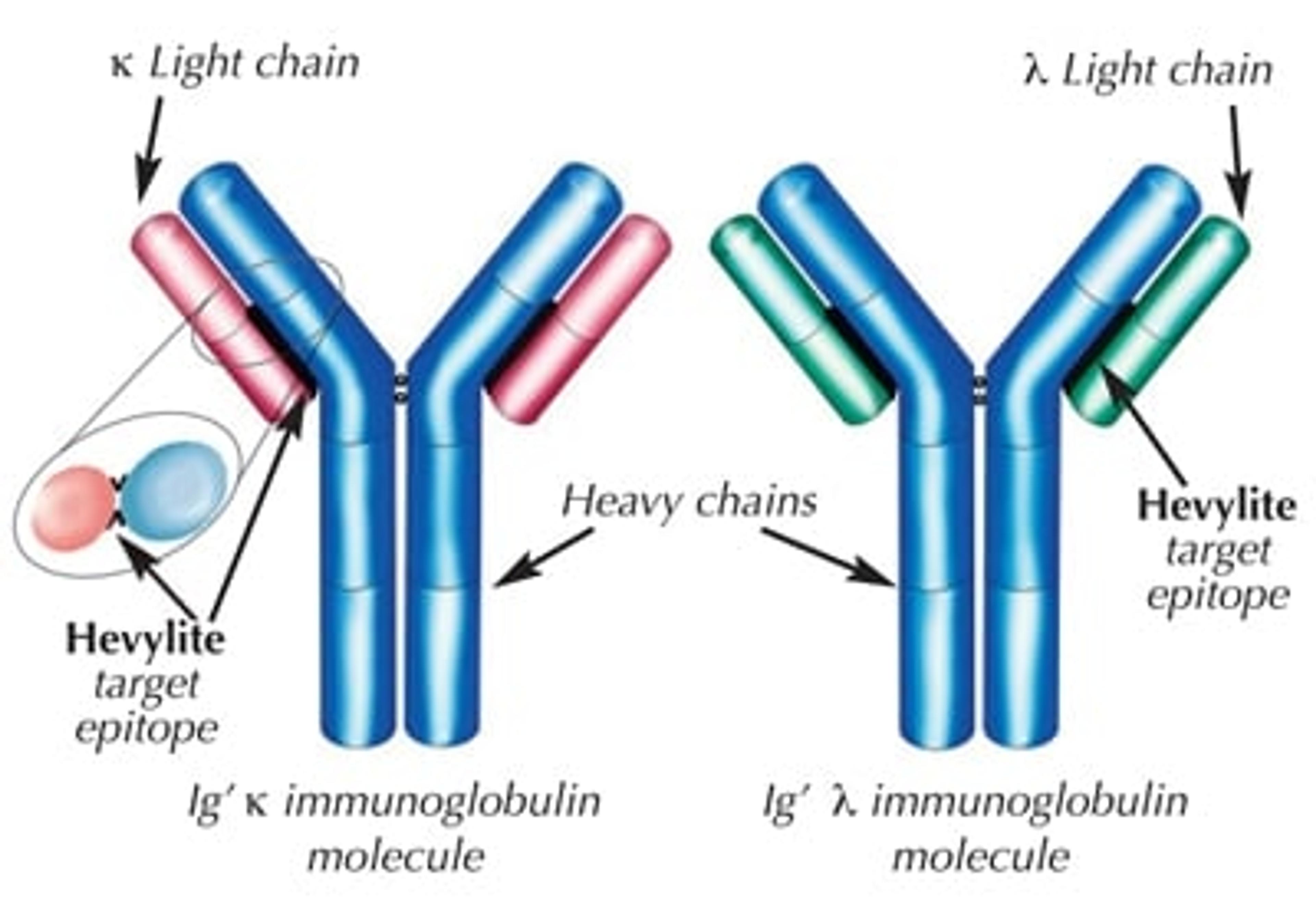 The Hevylite assay works by targeting epitopes