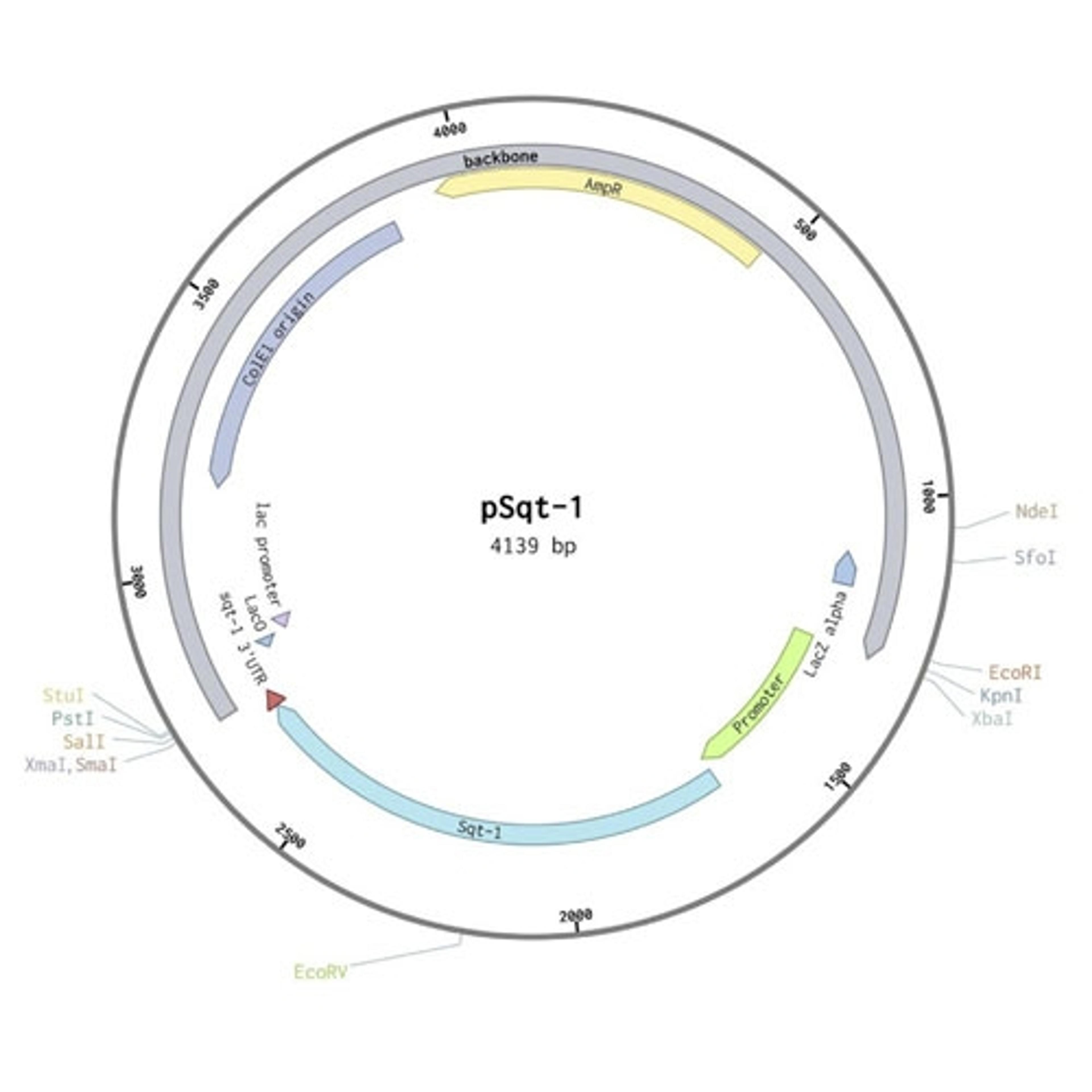 sqt-1 marker plasmid map