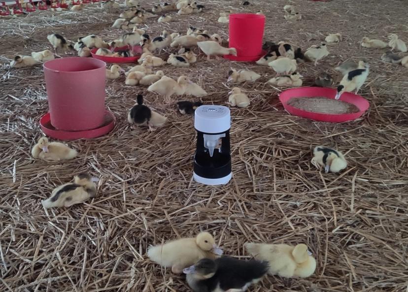 Aerosol sampling at a duck farm