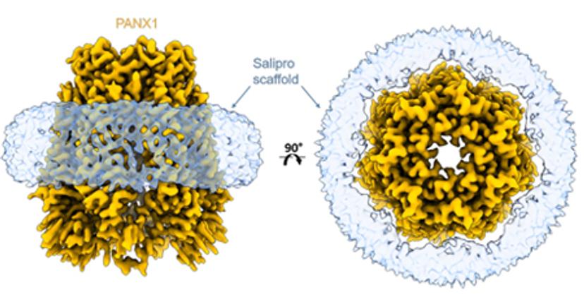 Cryo-EM reconstruction of Salipro-PANX1