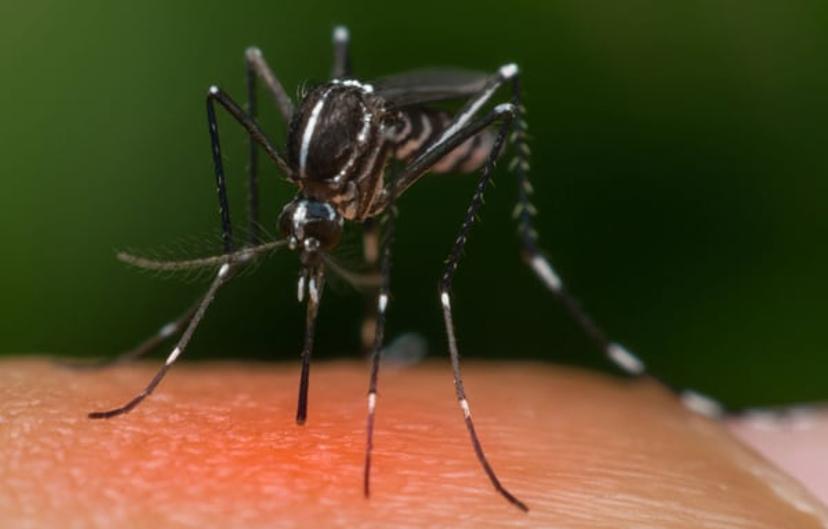 Learn about the development of a new Zika vaccine and the vital laboratory technology involved in this SelectScience article.