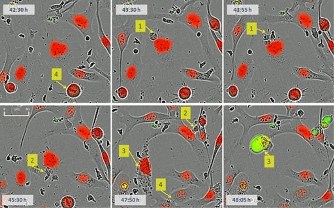 Visualize immune cell/tumor cell interplay.