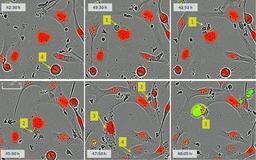 Visualize immune cell/tumor cell interplay.