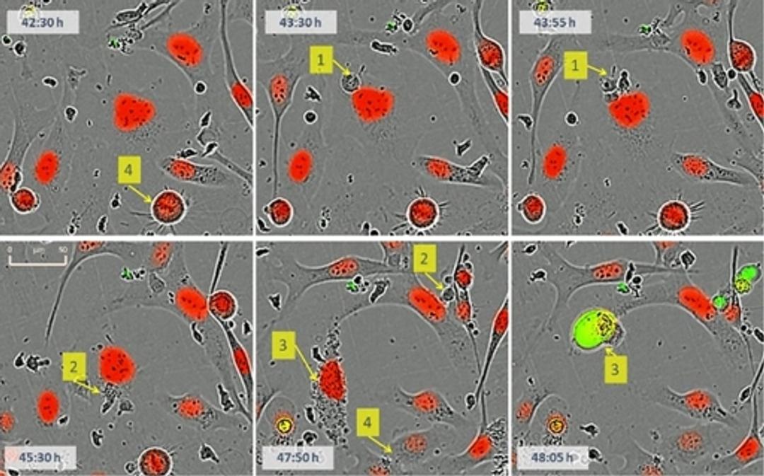 Visualize immune cell/tumor cell interplay.