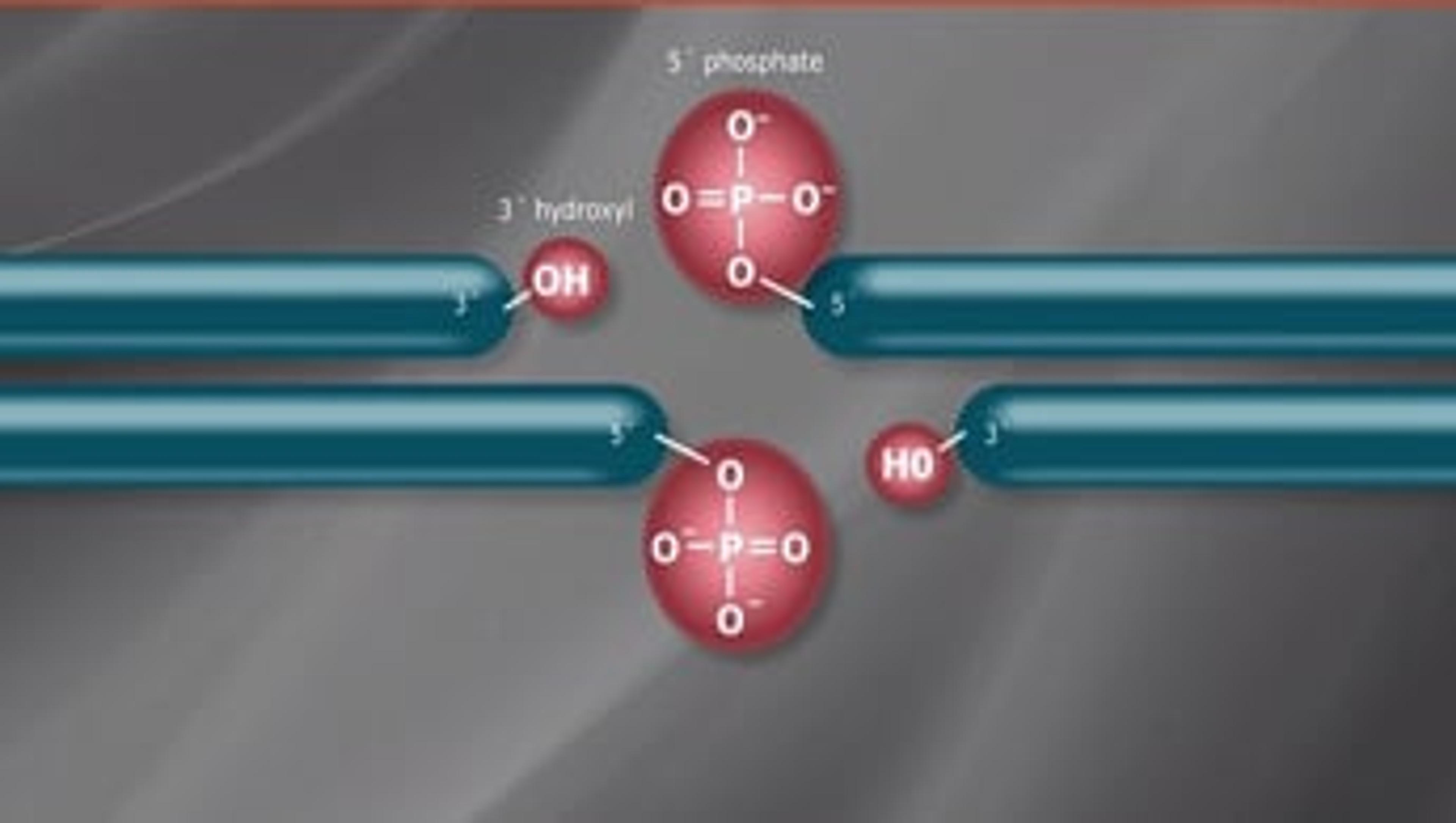 Cloning with Restriction Enzymes Cloning with Restriction Enzymes