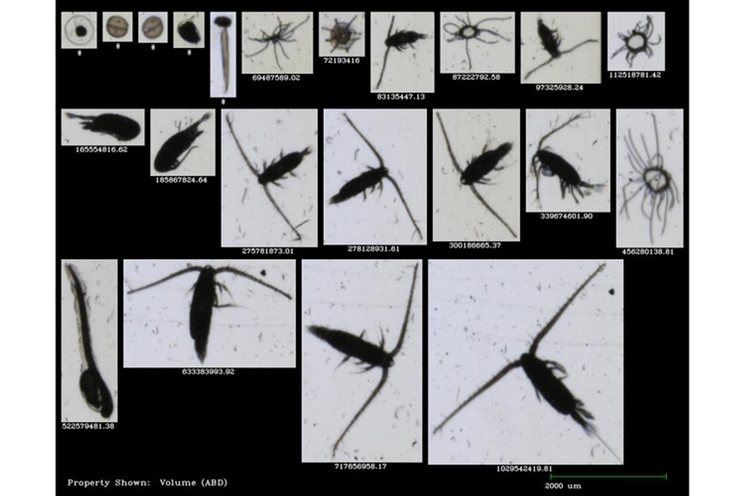 Zooplankton imaged on FlowCam Macro