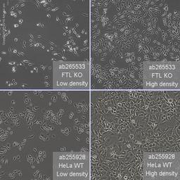 FTL knockout HeLa