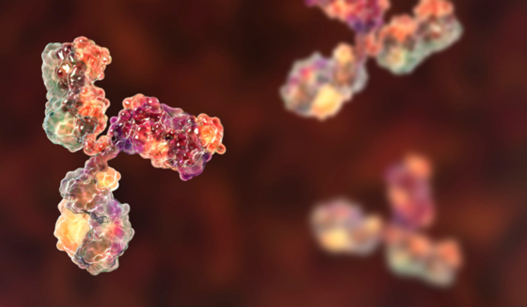 Antibody development