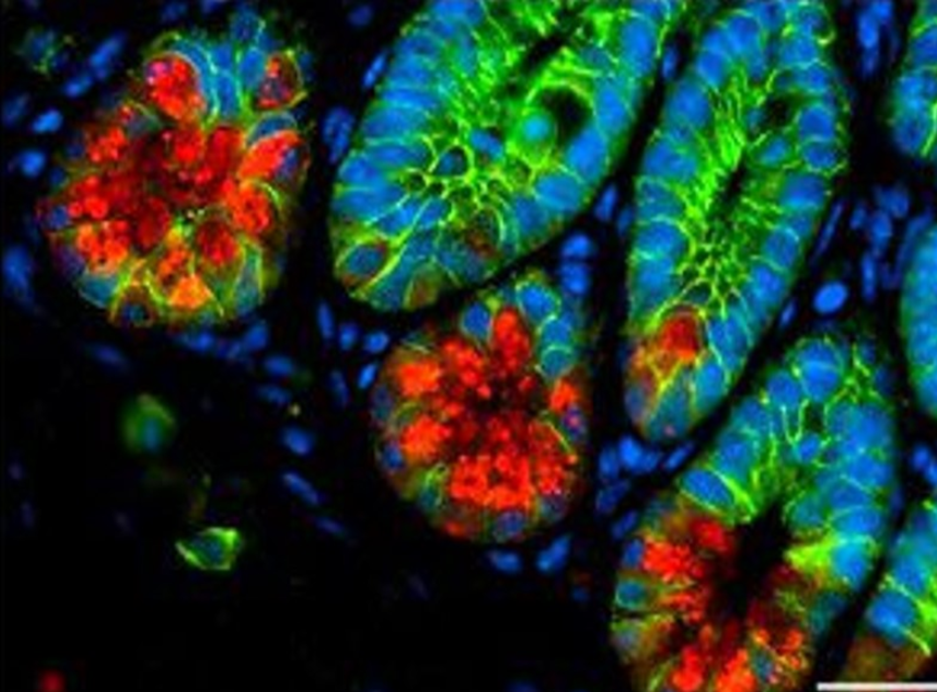 Paneth cells stained in the small intestinal mucosa from treated mice