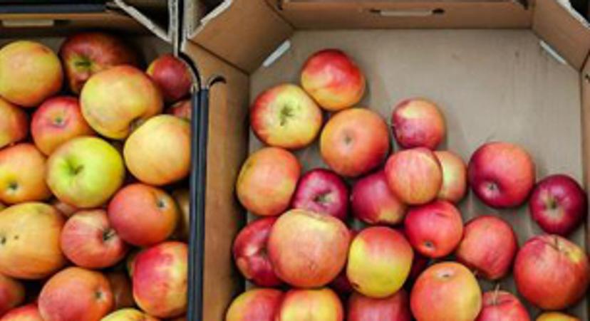 Apples - SelectScience Pesticides & Contaminants special feature 2020