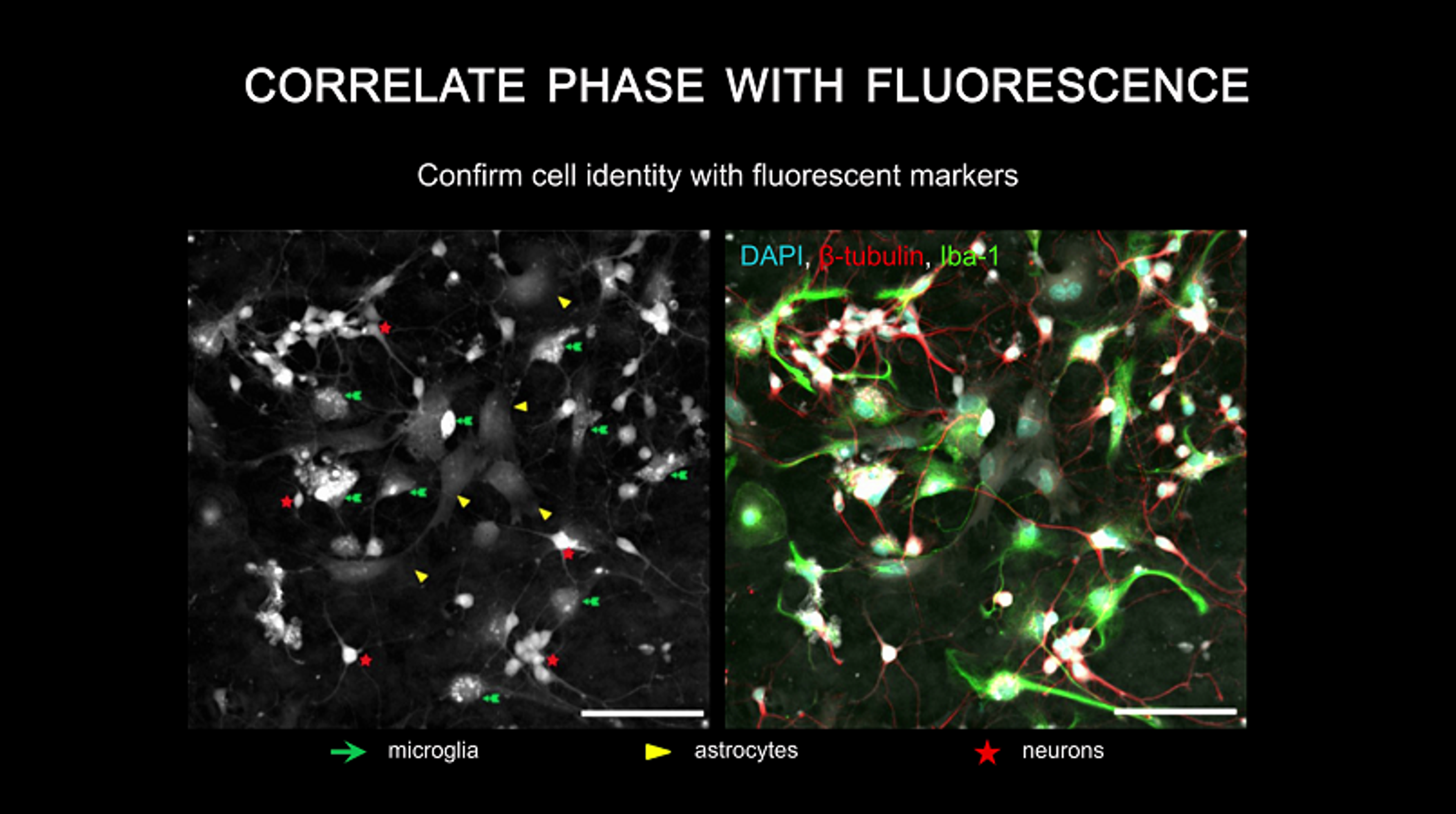 Correlate Cell Phase with Fluorescence Using the Phasefocus Livecyte Correlate Cell Phase with Fluorescence Using the Phasefocus Livecyte