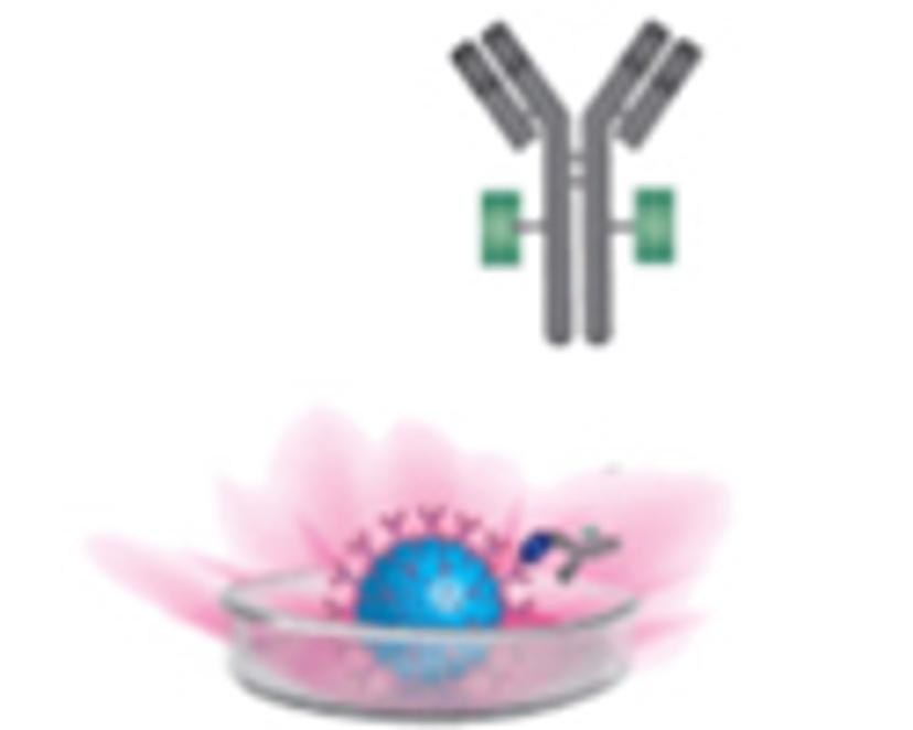 Detection antibodies are added to the sample